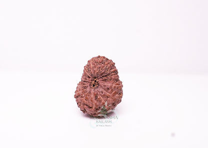 17 Mukhi Indonesian Rudraksha - 1706