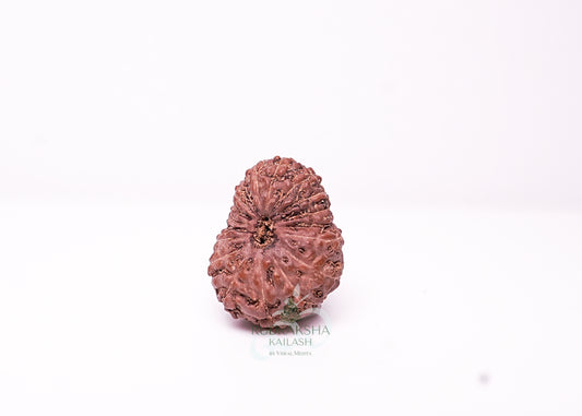 17 Mukhi Indonesian Rudraksha - 1706