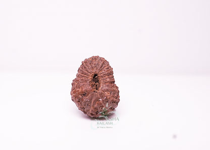 17 Mukhi Indonesian Rudraksha - 1706