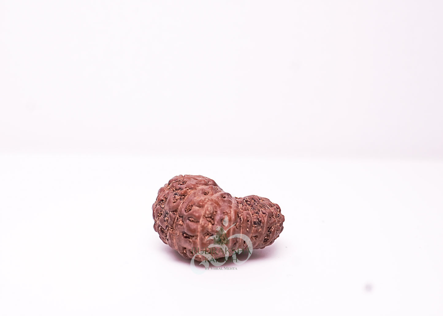 17 Mukhi Indonesian Rudraksha - 1706