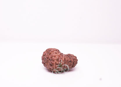 17 Mukhi Indonesian Rudraksha - 1706