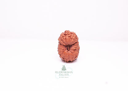 17 Mukhi Indonesian Rudraksha - 1707