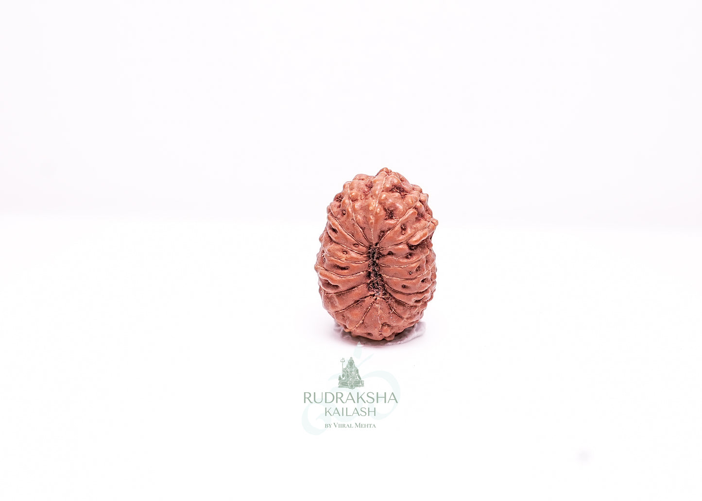 17 Mukhi Indonesian Rudraksha - 1707