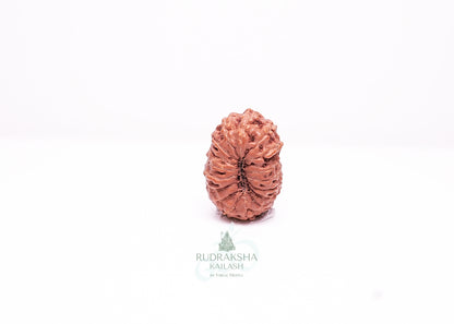 17 Mukhi Indonesian Rudraksha - 1707