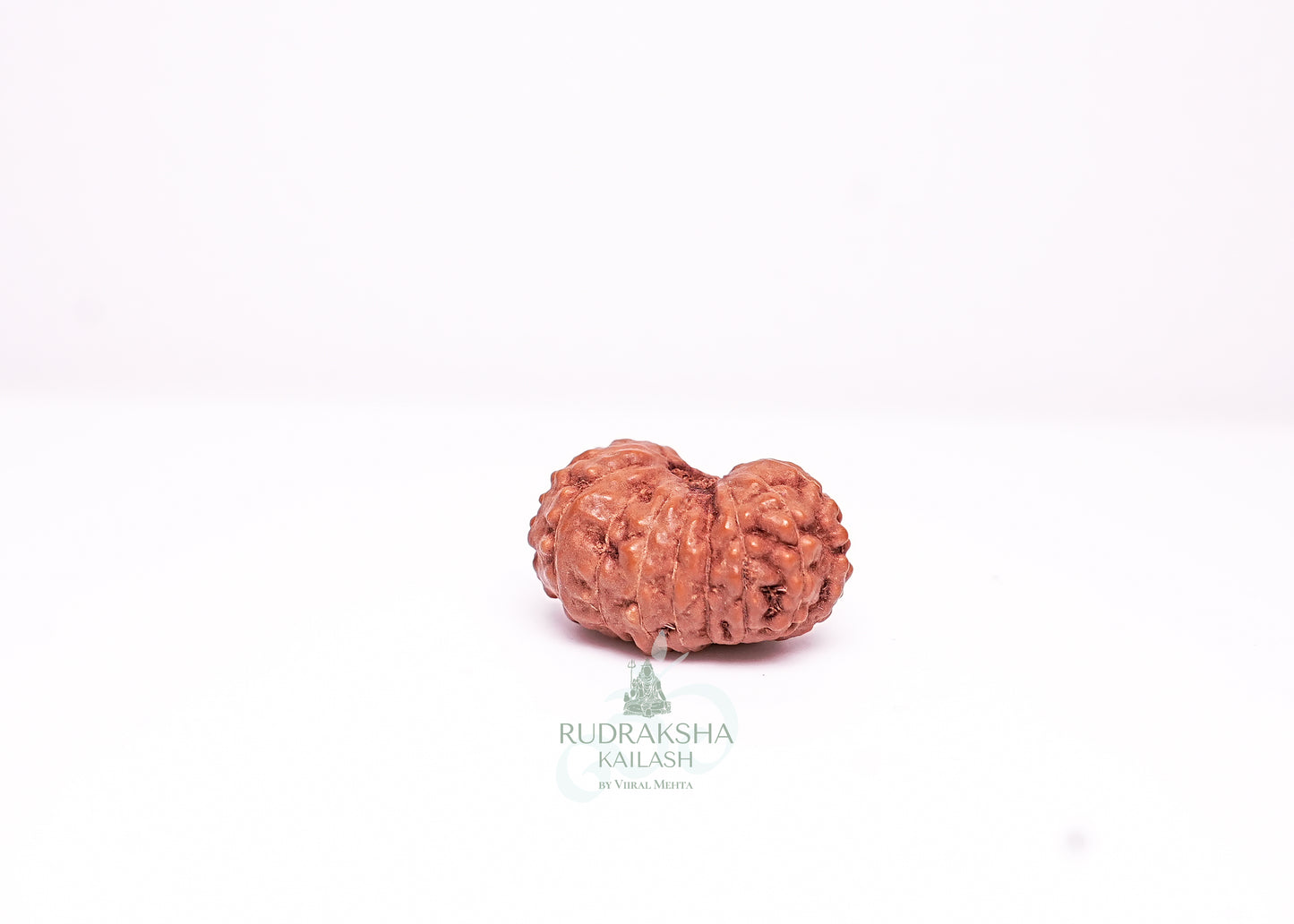 17 Mukhi Indonesian Rudraksha - 1707