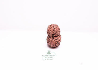 17 Mukhi Indonesian Rudraksha - 1708