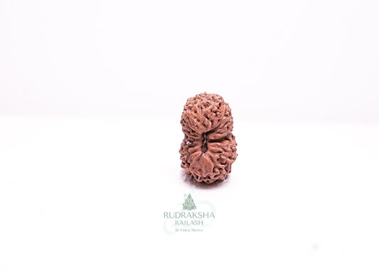 17 Mukhi Indonesian Rudraksha - 1708