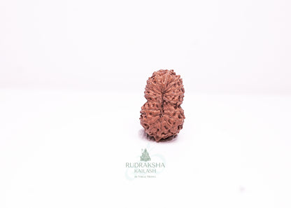 17 Mukhi Indonesian Rudraksha - 1708