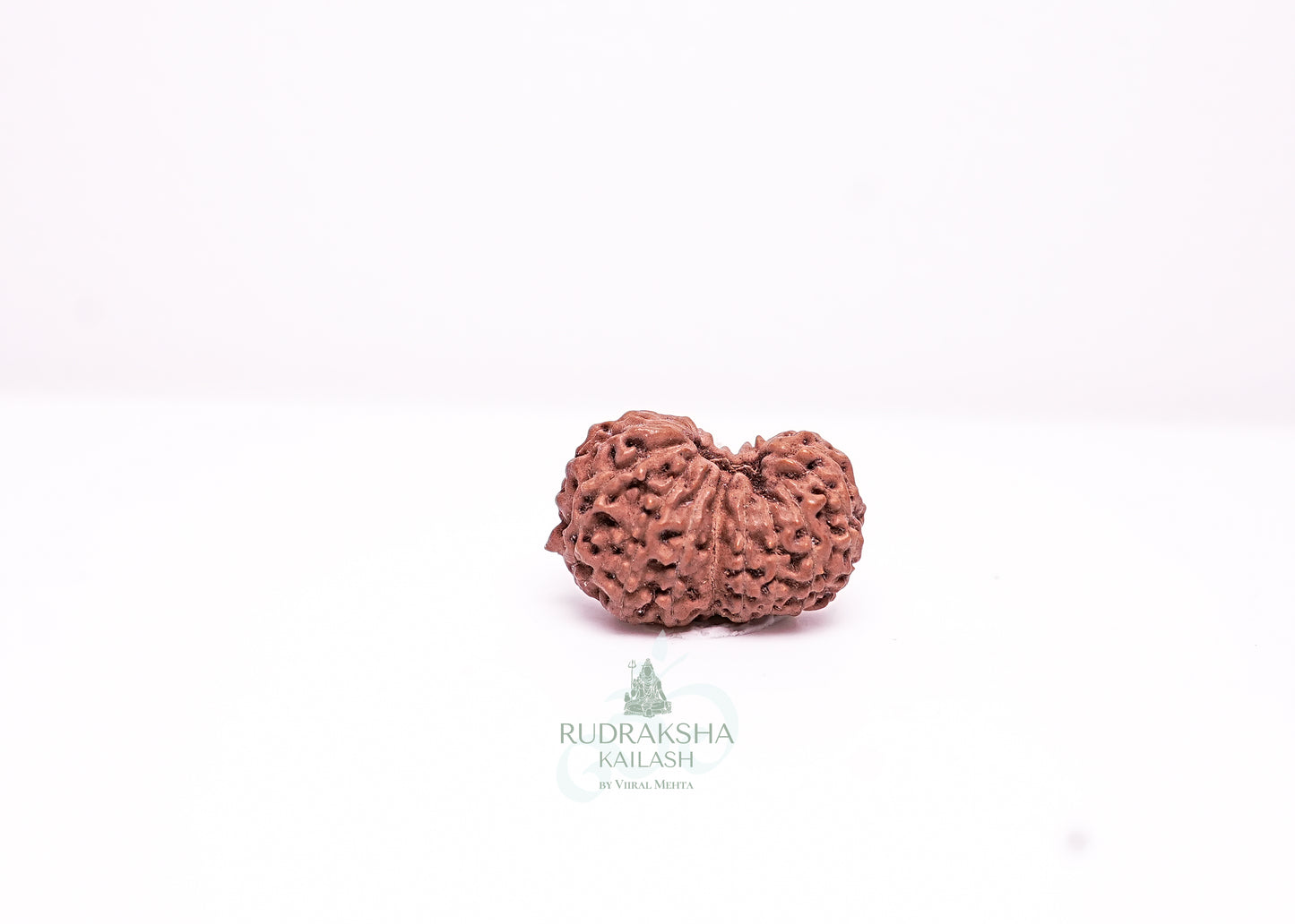 17 Mukhi Indonesian Rudraksha - 1708