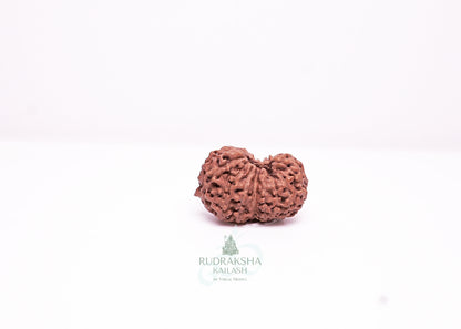 17 Mukhi Indonesian Rudraksha - 1708
