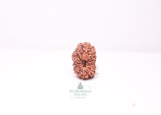 17 Mukhi Indonesian Rudraksha - 1709