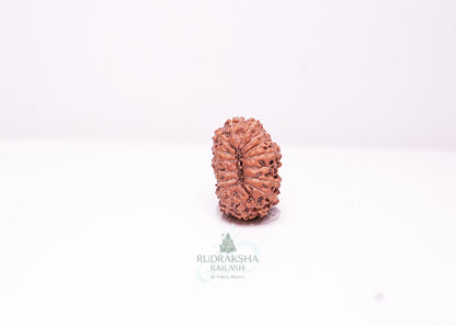 17 Mukhi Indonesian Rudraksha - 1709