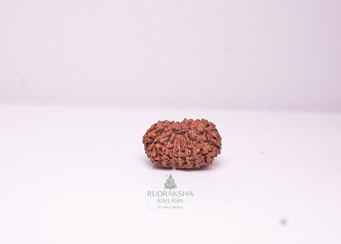 17 Mukhi Indonesian Rudraksha - 1709