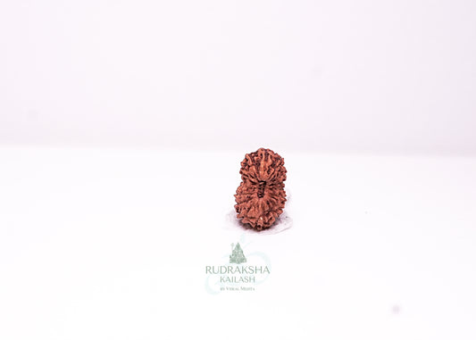 17 Mukhi Indonesian Rudraksha - 1710
