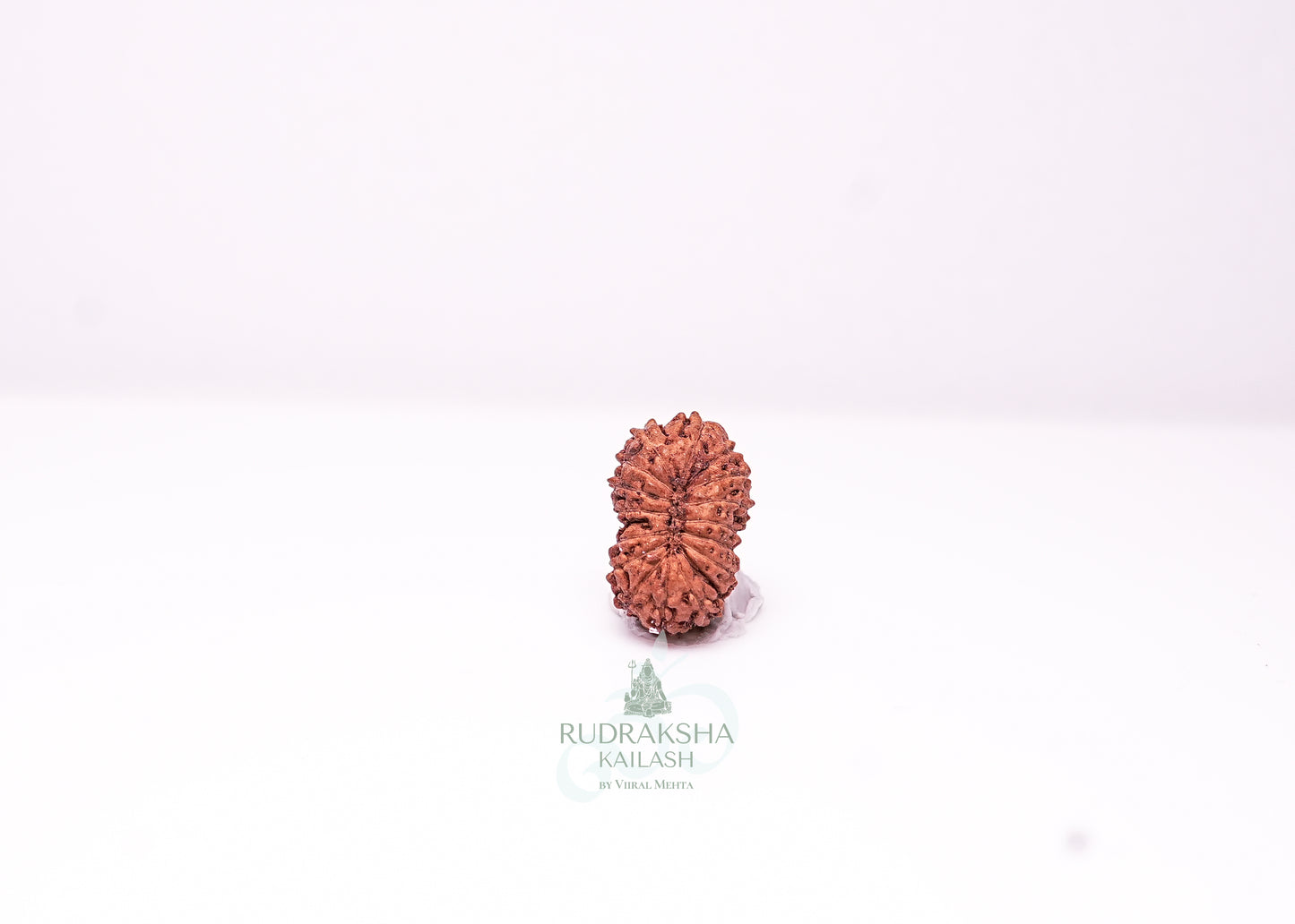 17 Mukhi Indonesian Rudraksha - 1710