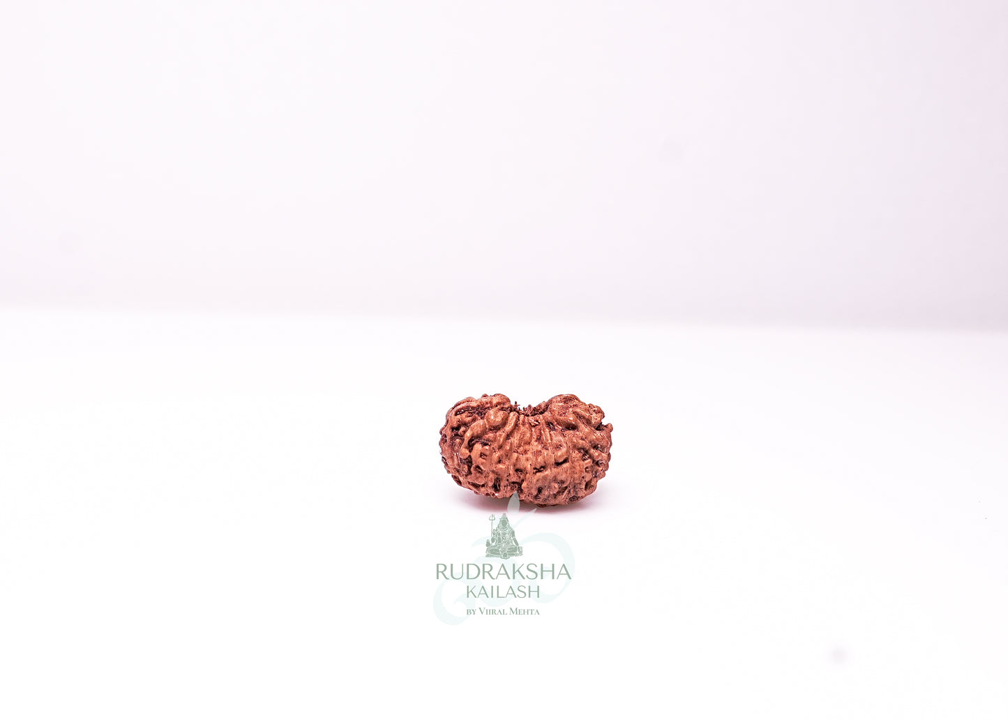 17 Mukhi Indonesian Rudraksha - 1710
