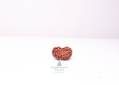 17 Mukhi Indonesian Rudraksha - 1710