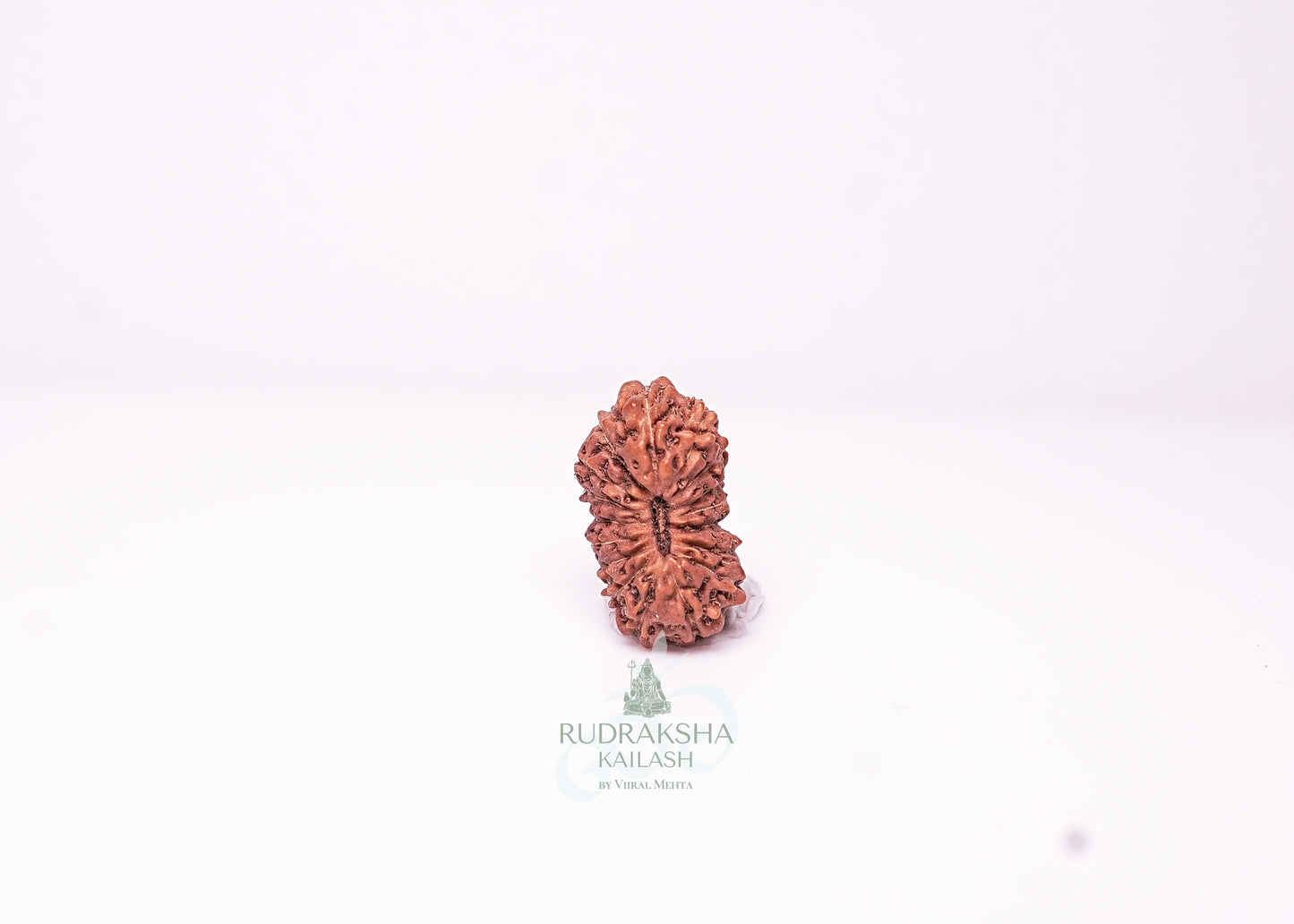 17 Mukhi Indonesian Rudraksha - 1711