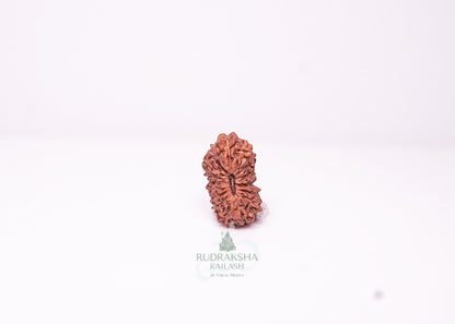 17 Mukhi Indonesian Rudraksha - 1711