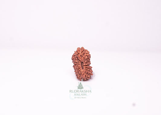 17 Mukhi Indonesian Rudraksha - 1711