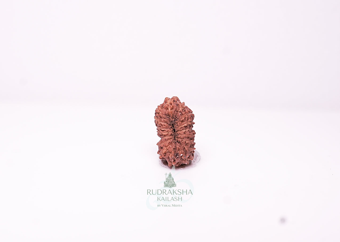 17 Mukhi Indonesian Rudraksha - 1711