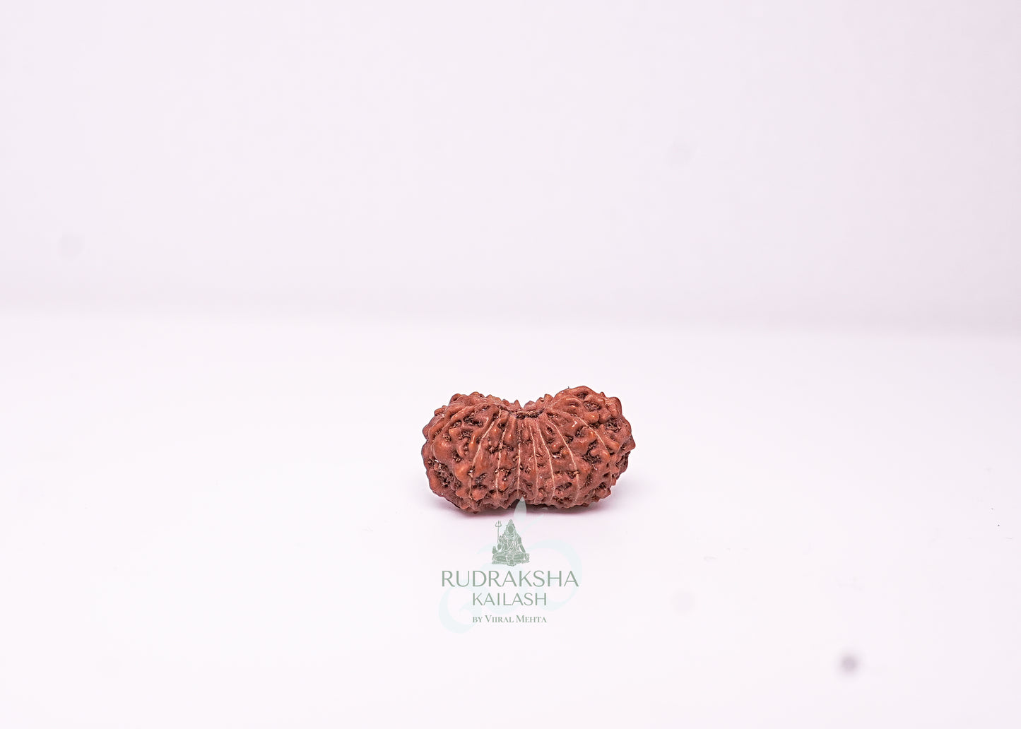 17 Mukhi Indonesian Rudraksha - 1711