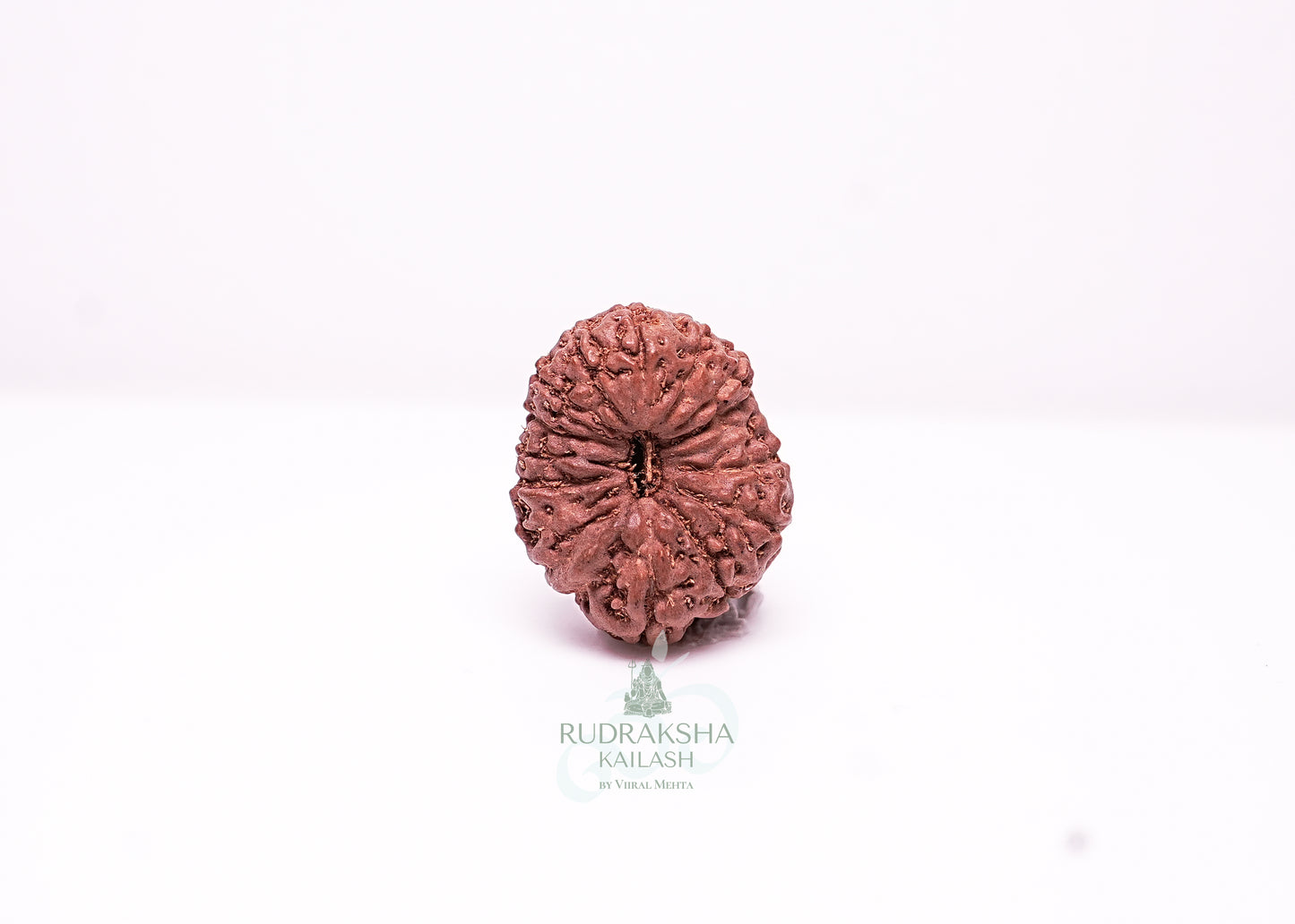 17 Mukhi Indonesian Rudraksha - 1712