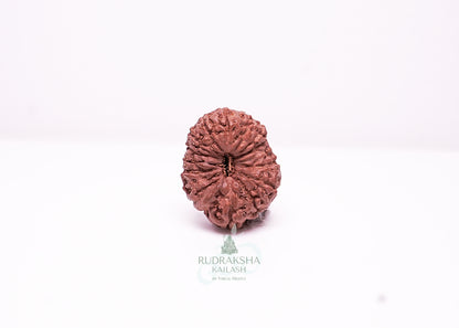17 Mukhi Indonesian Rudraksha - 1712