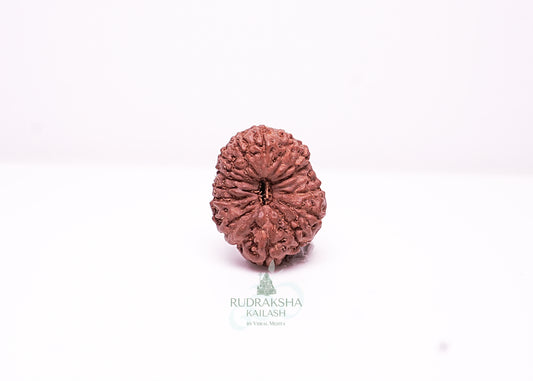 17 Mukhi Indonesian Rudraksha - 1712