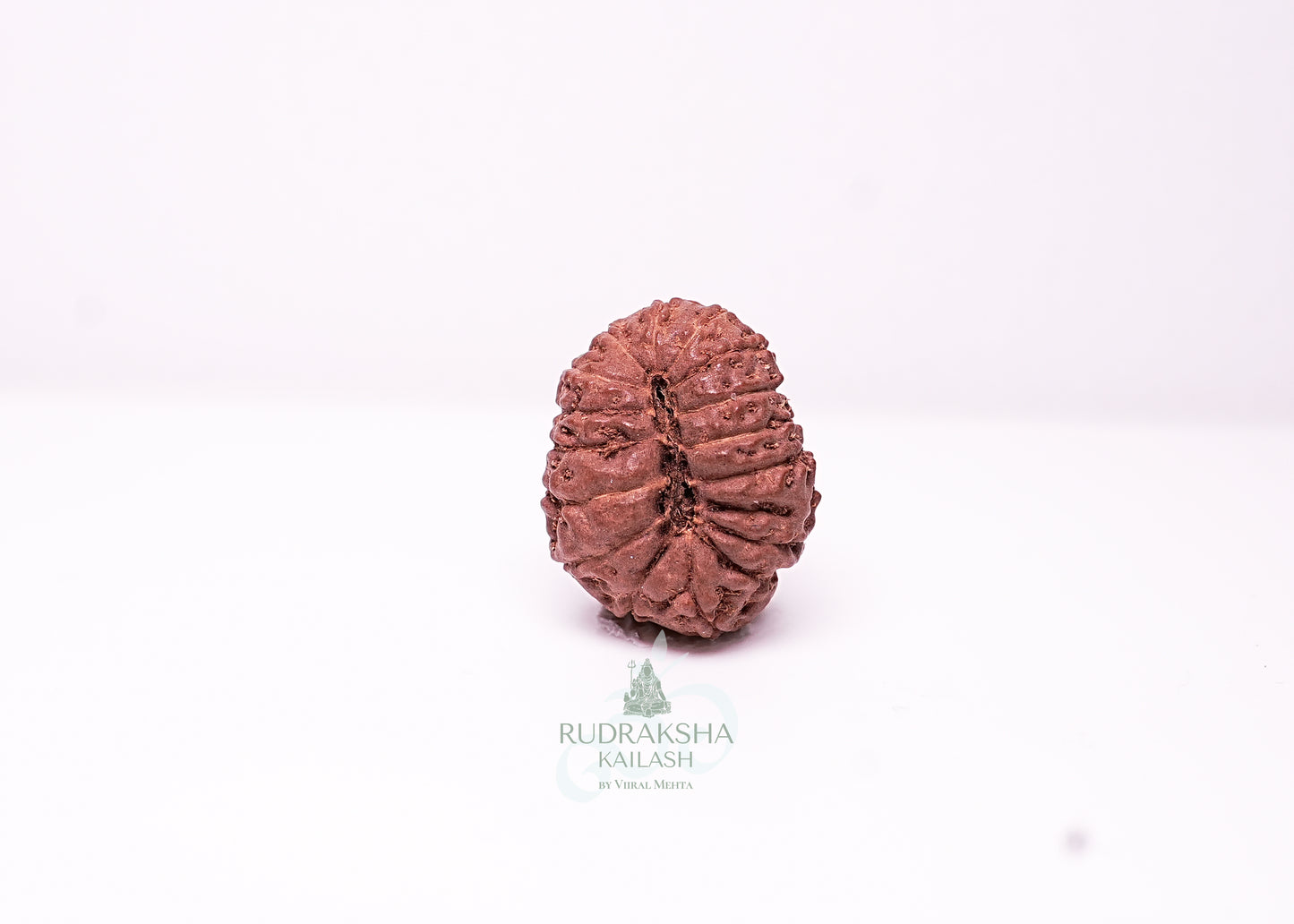 17 Mukhi Indonesian Rudraksha - 1712