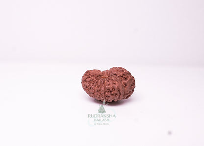 17 Mukhi Indonesian Rudraksha - 1712