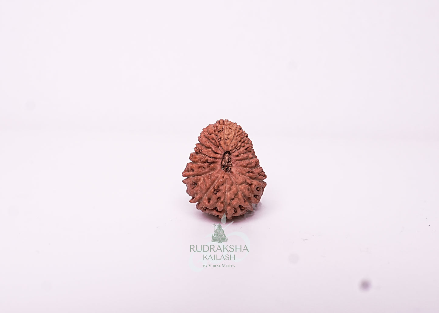 17 Mukhi Indonesian Rudraksha - 1713