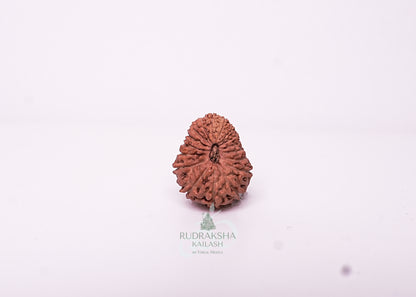 17 Mukhi Indonesian Rudraksha - 1713