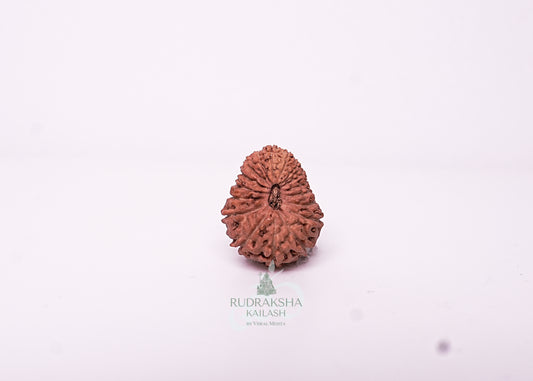 17 Mukhi Indonesian Rudraksha - 1713