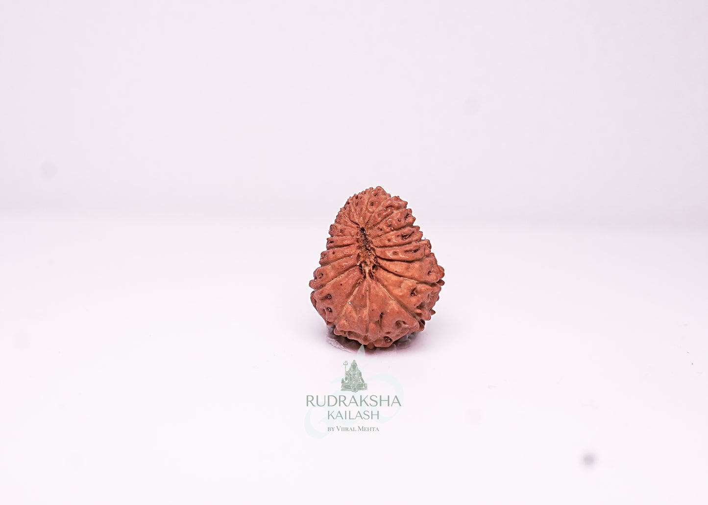 17 Mukhi Indonesian Rudraksha - 1713