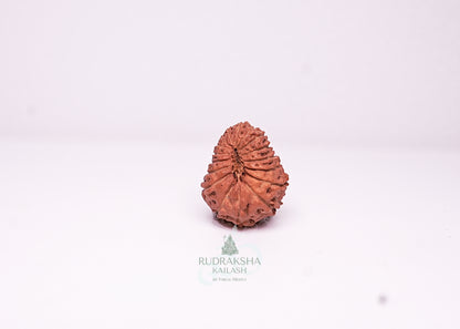17 Mukhi Indonesian Rudraksha - 1713