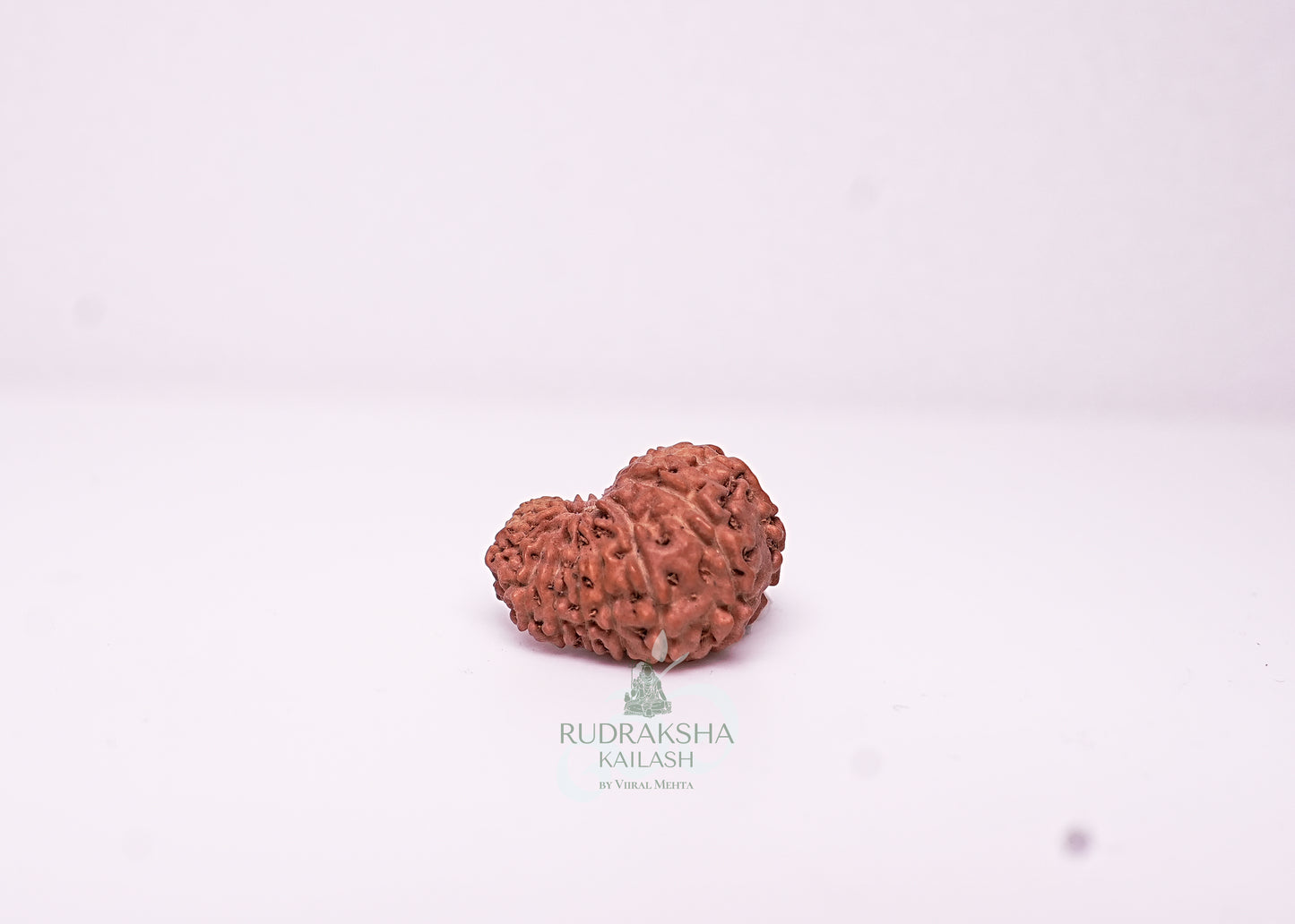 17 Mukhi Indonesian Rudraksha - 1713
