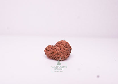 17 Mukhi Indonesian Rudraksha - 1713
