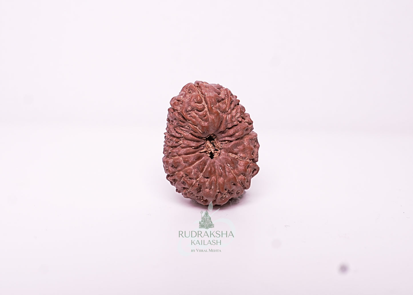 17 Mukhi Indonesian Rudraksha - 1714