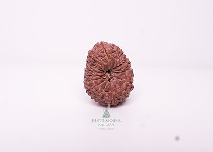17 Mukhi Indonesian Rudraksha - 1714