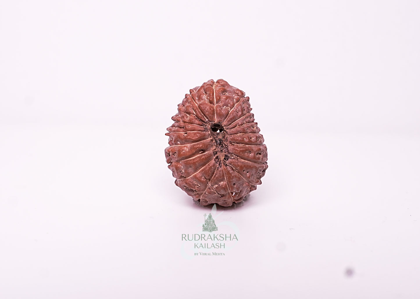 17 Mukhi Indonesian Rudraksha - 1714