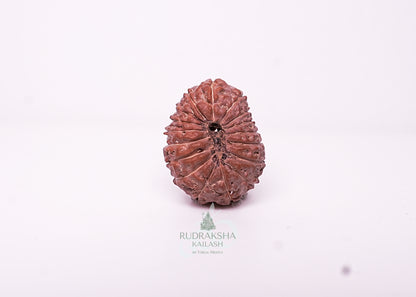 17 Mukhi Indonesian Rudraksha - 1714