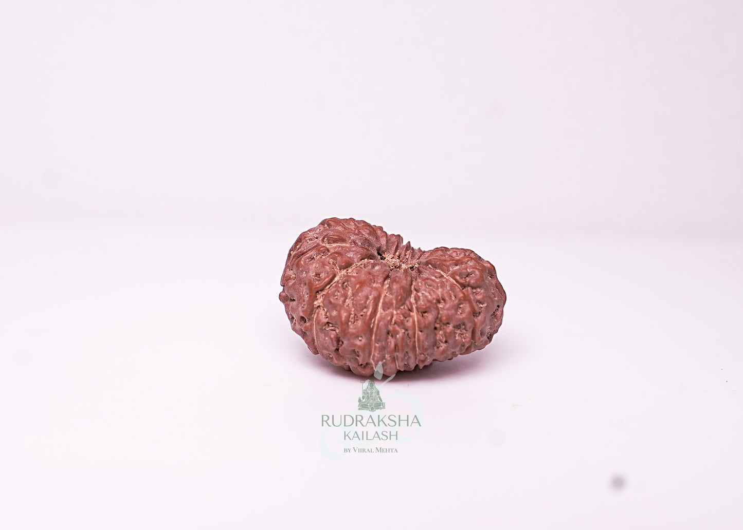 17 Mukhi Indonesian Rudraksha - 1714