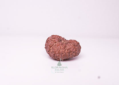 17 Mukhi Indonesian Rudraksha - 1714