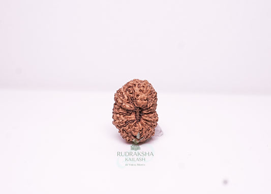 18 Mukhi Indonesian Rudraksha - 1801