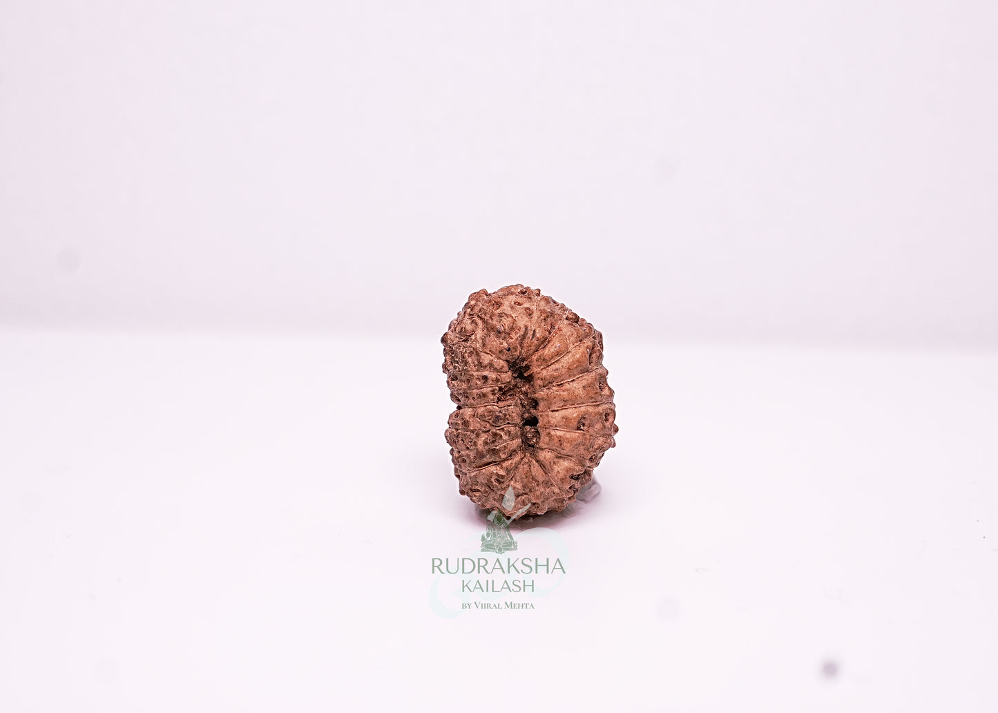 18 Mukhi Indonesian Rudraksha - 1801