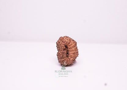 18 Mukhi Indonesian Rudraksha - 1801