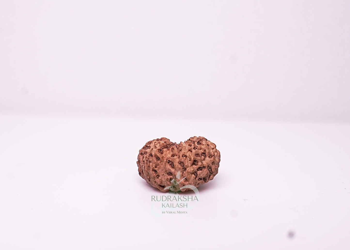 18 Mukhi Indonesian Rudraksha - 1801