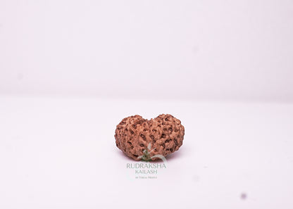 18 Mukhi Indonesian Rudraksha - 1801