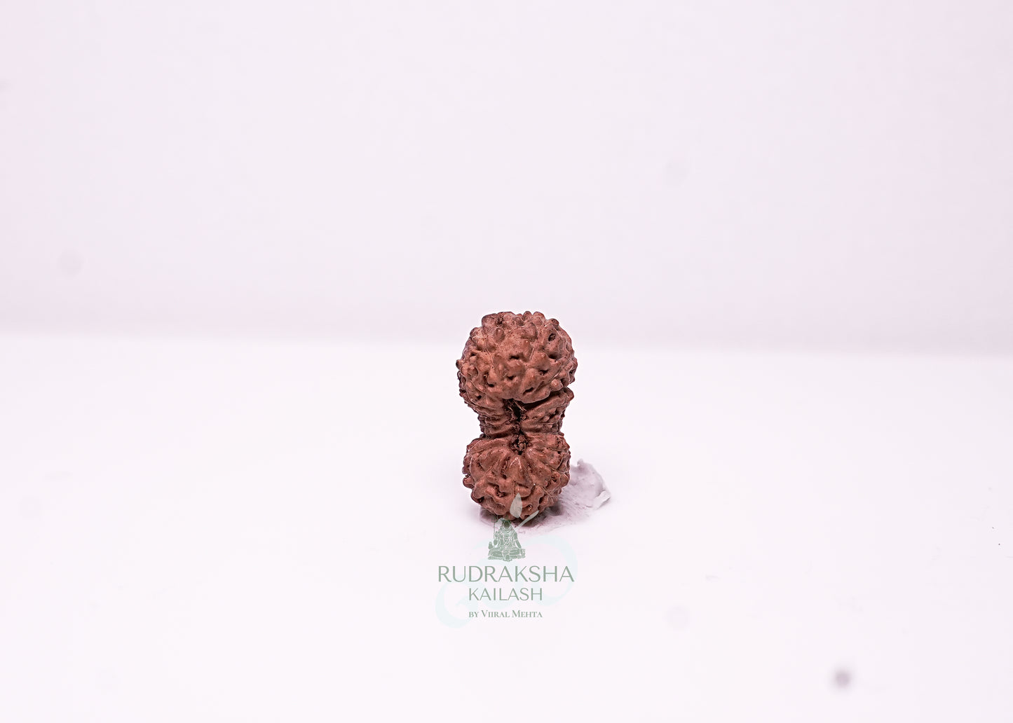 18 Mukhi Indonesian Rudraksha - 1802